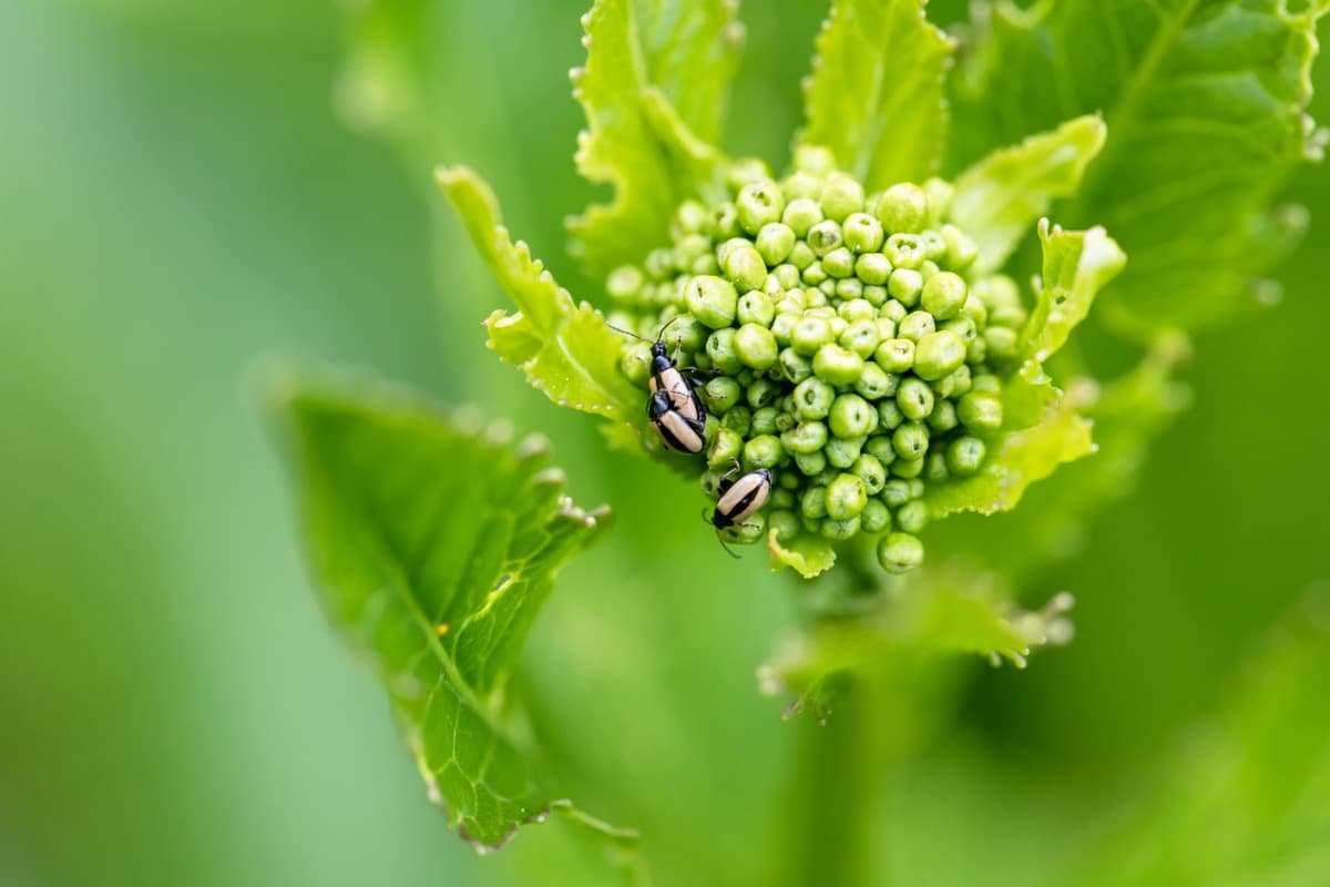 10 Organic Solutions for Cauliflower Pests and Diseases