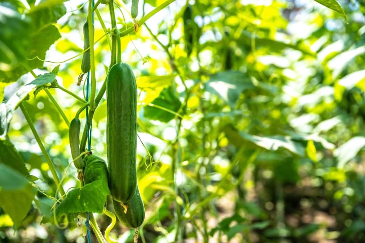 10 Organic Solutions for Cucumber Pests and Diseases