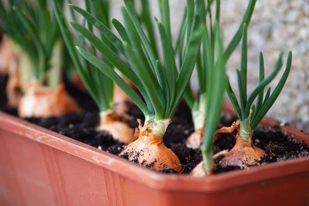 Onion Plants in a Container
