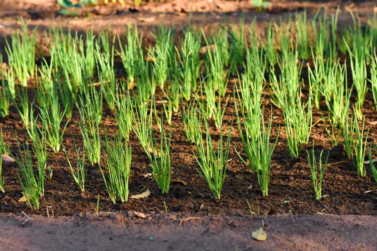 Organic Solutions for Onion Pests and Diseases
