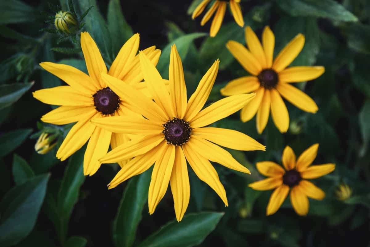 Perennials You Should Never Plant Next to Each Other: Black-Eyed Susans
