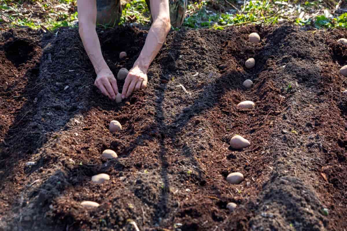 Planting Potato