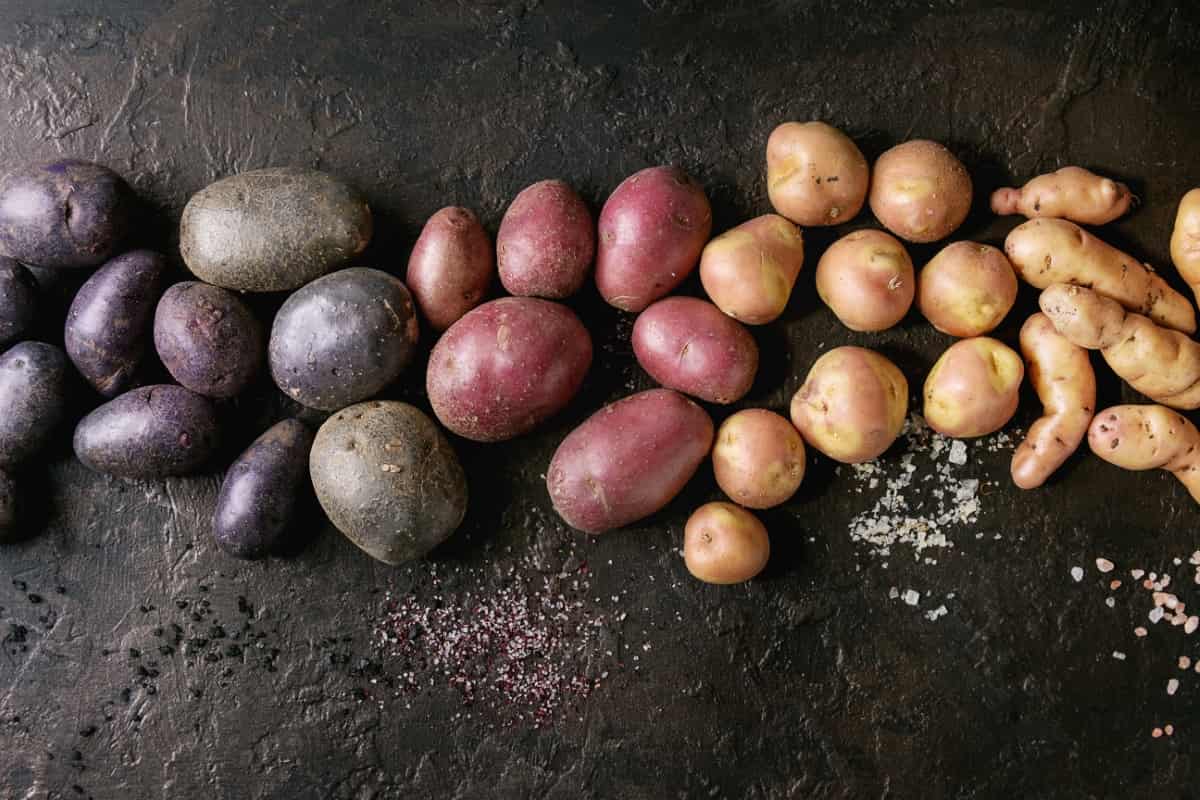 Potato Varieties for Different Climate Conditions