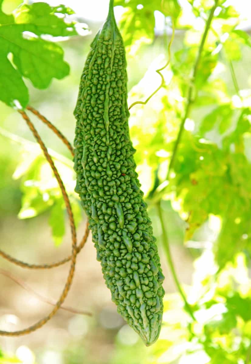 Bitter Gourd Plant