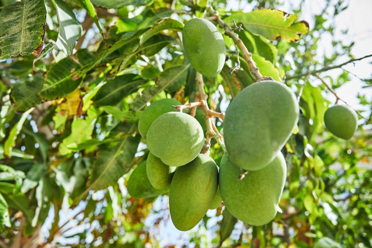 Project Report of 1-Acre Mango Farming