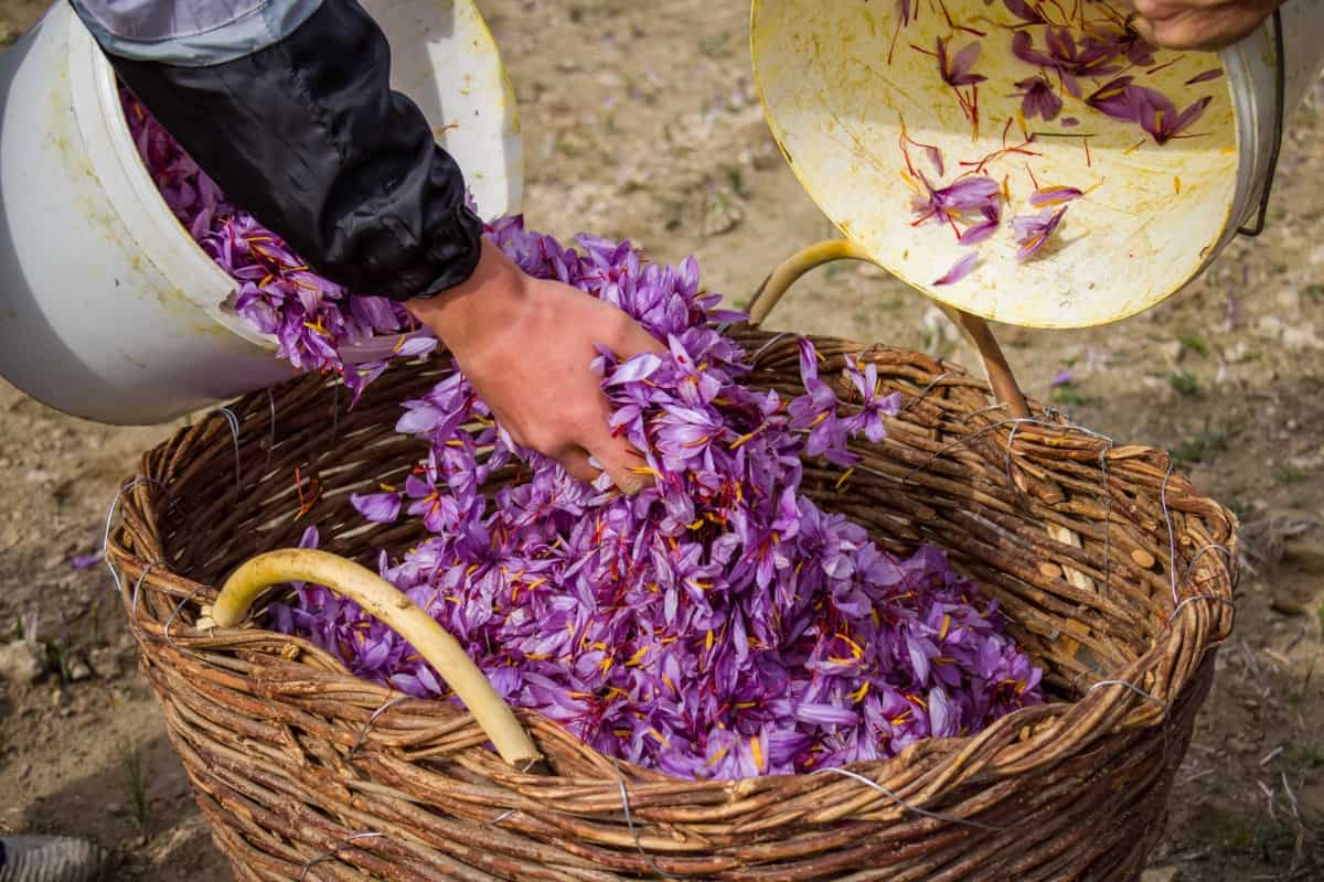 Saffron Harvesting