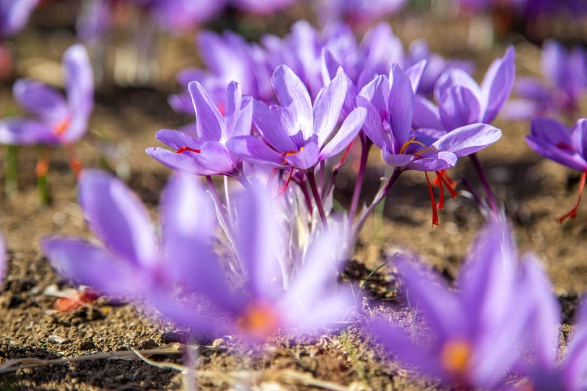Saffron Flowering