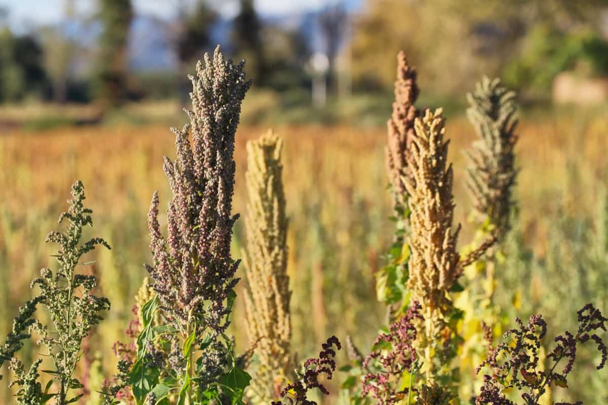1-Acre Project Report of Quinoa Farming
