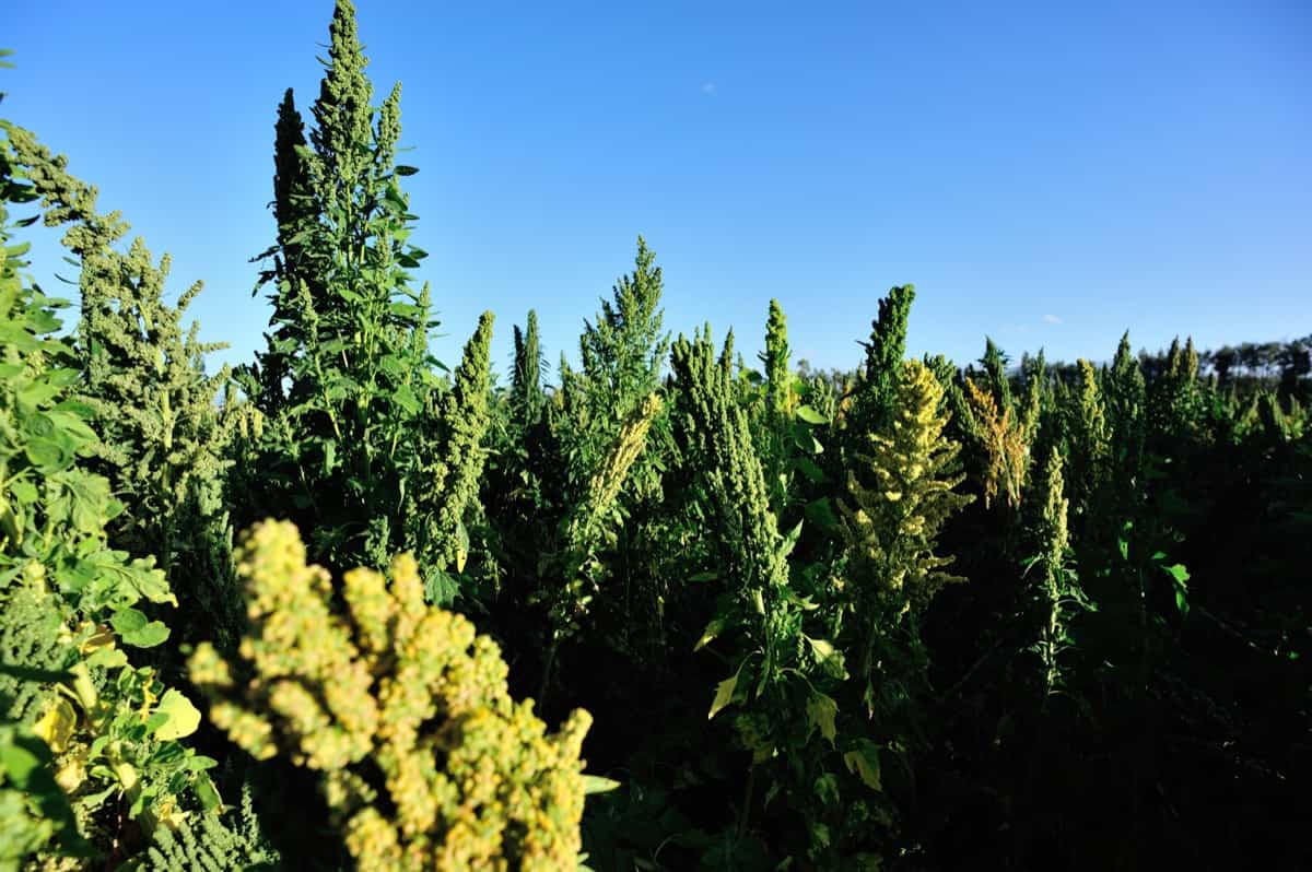 Project Report of Quinoa Farming3