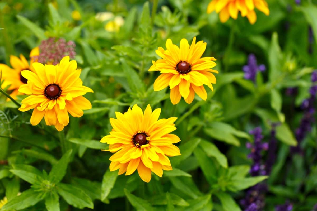 8 Reasons Why Your Black-eyed Susan Flowers Aren't Blooming