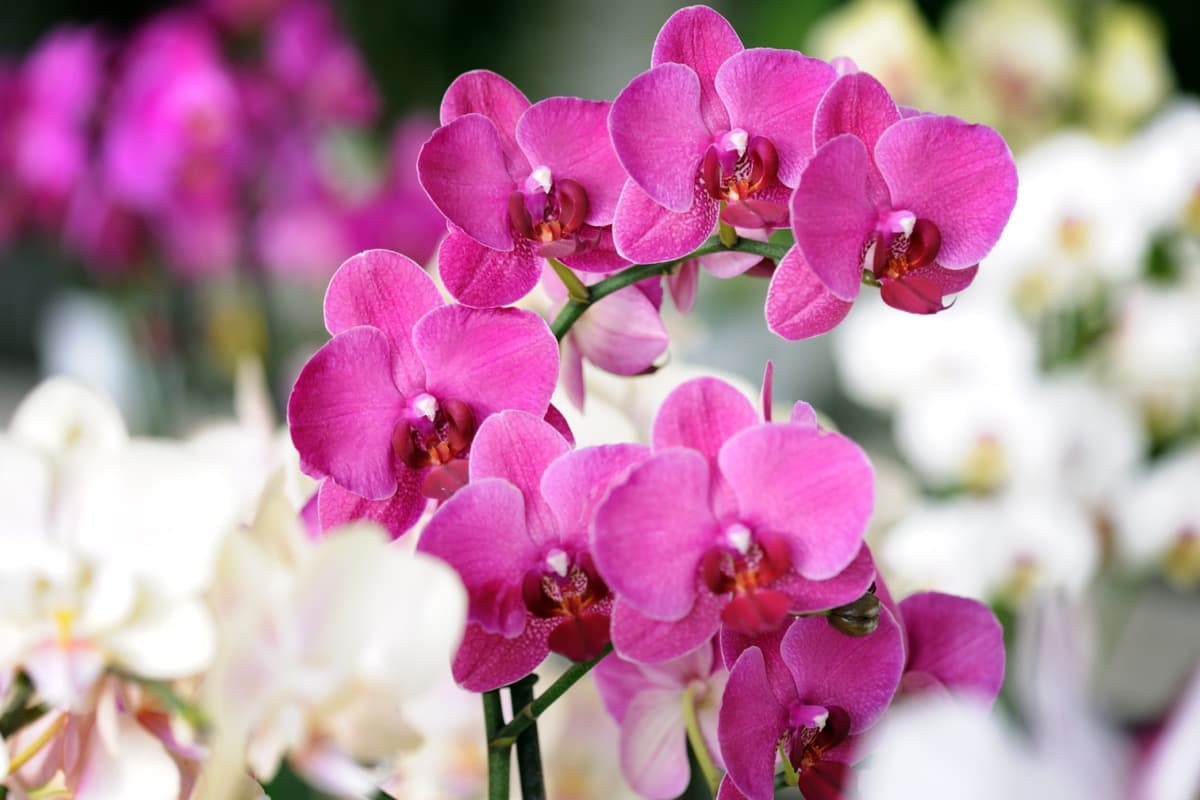 10 Reasons Why Your Orchid is Dropping Leaves 