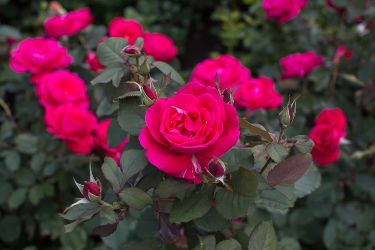 10 Reasons Why Your Roses Aren't Blooming