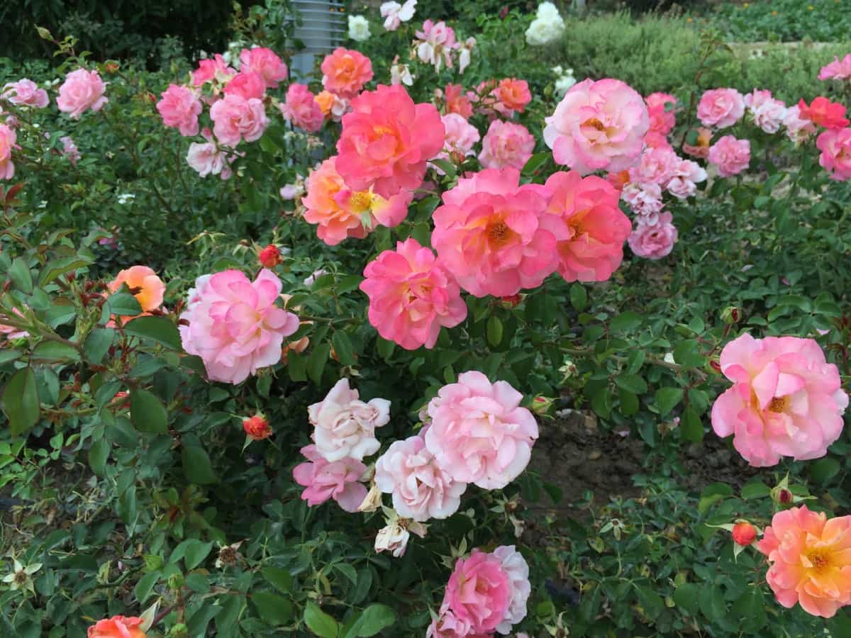 Pink Rose Gardening