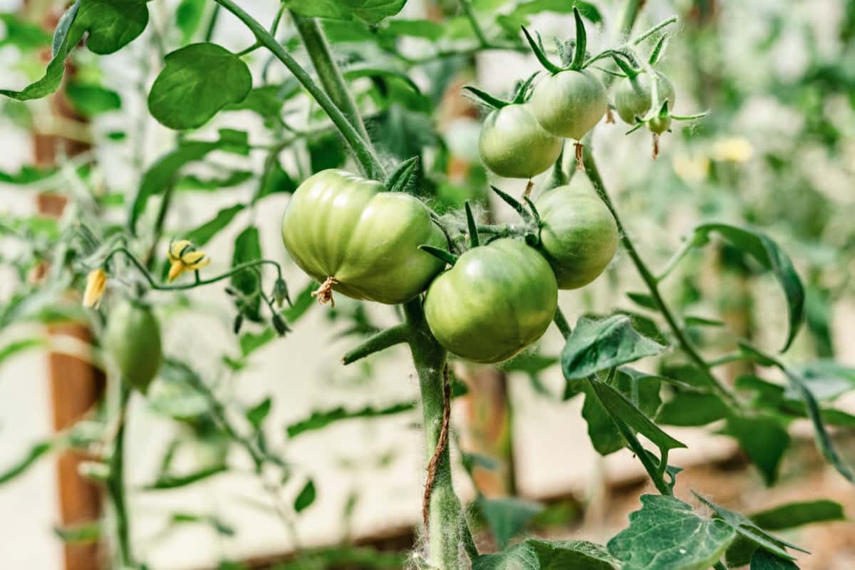 9 Reasons Why Your Tomatoes Aren't Ripening