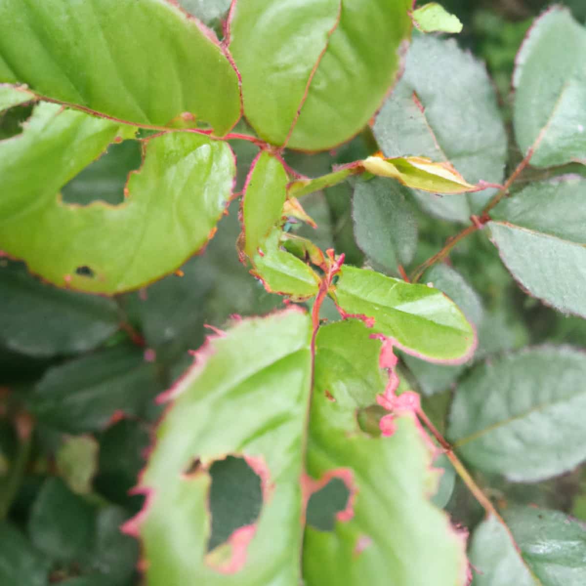 Rose Leaf Disease