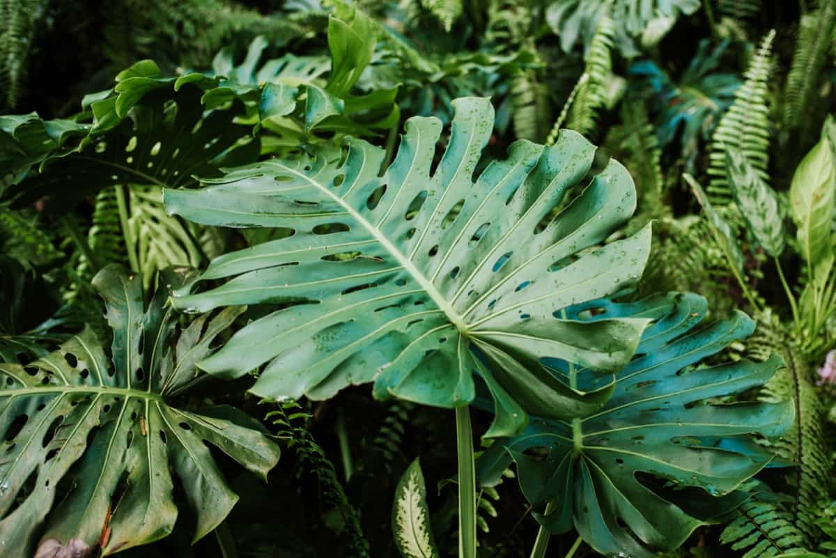 11 Reasons for Monstera Plant Wilted