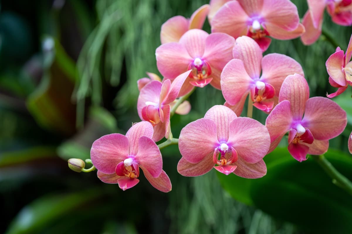 9 Reasons for Wiliting Orchid Plants