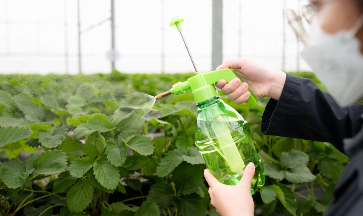 Injecting Nutrient Water onto Strawberry Leaves