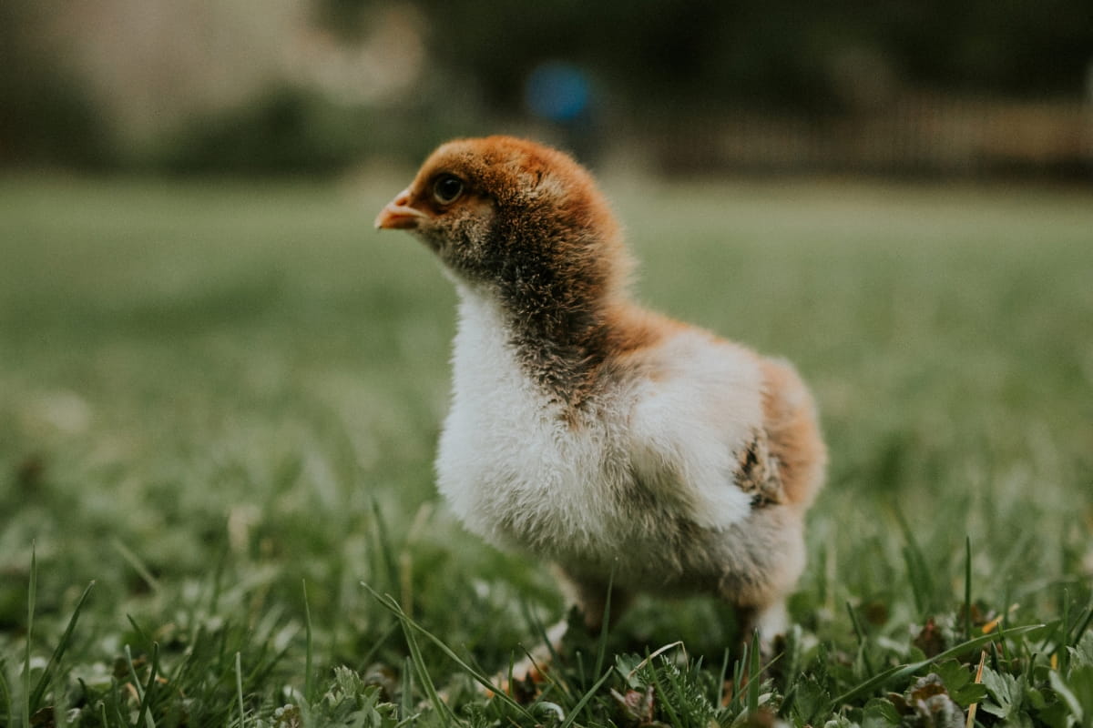 Baby Chick at A Farm