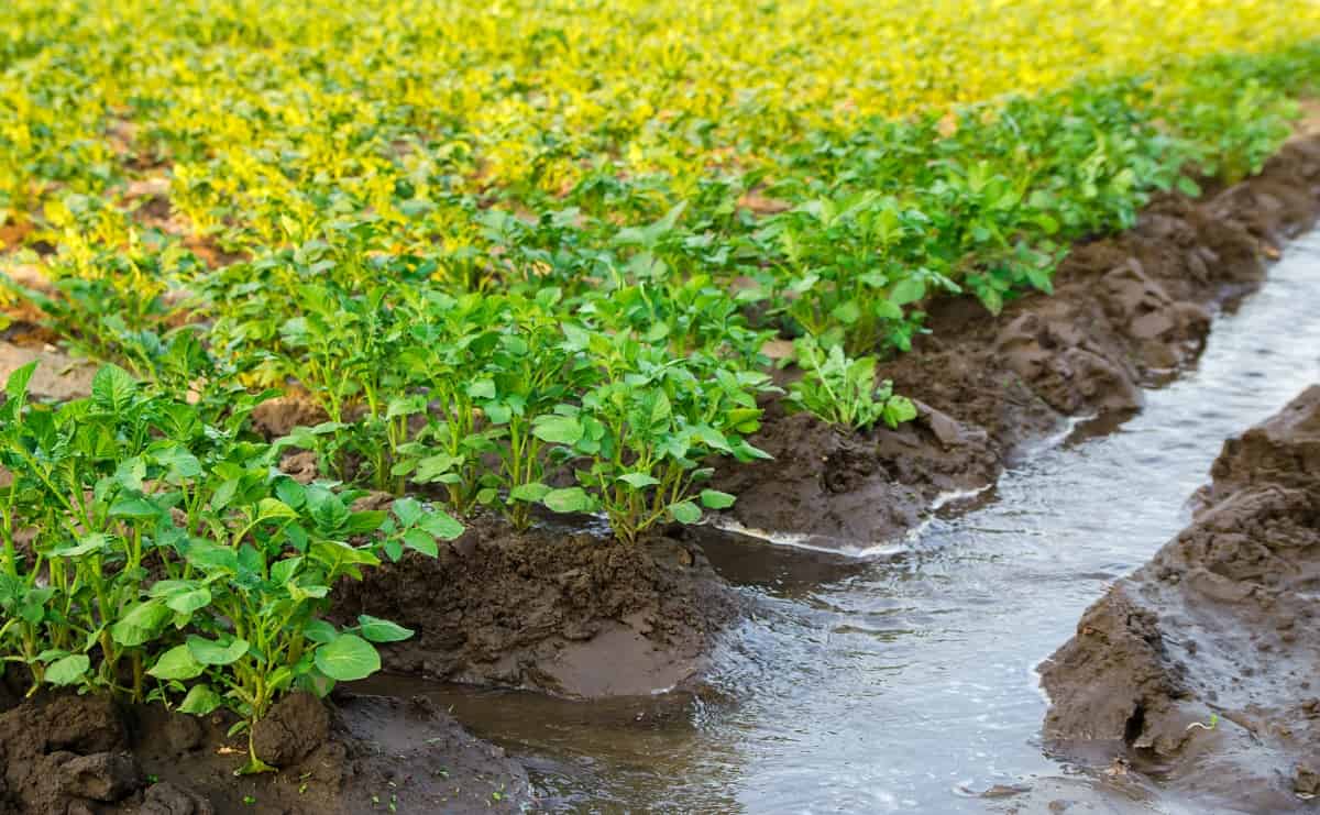 Irrigation the Potato Plantation
