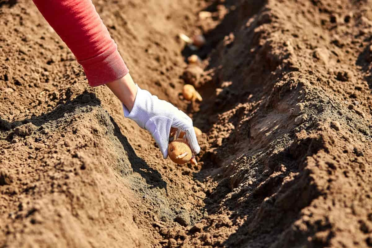 Planting Potato