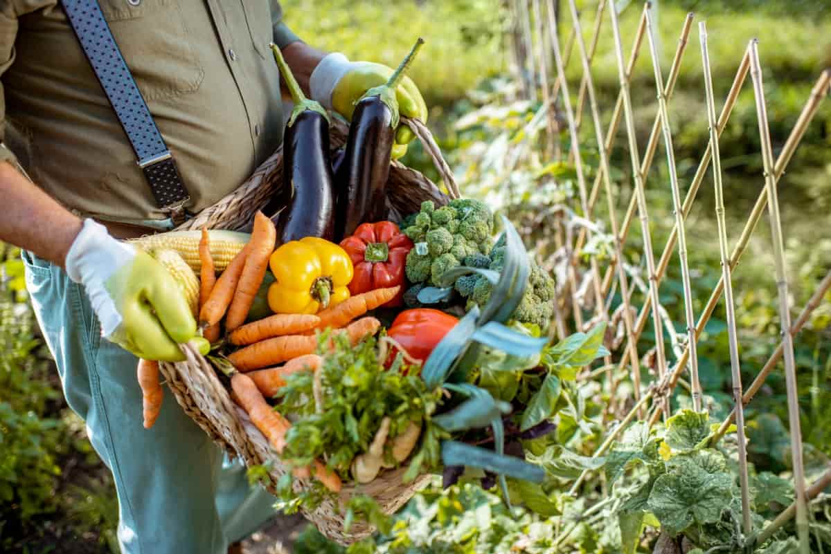 Farmer Holding Basket with Vegetables