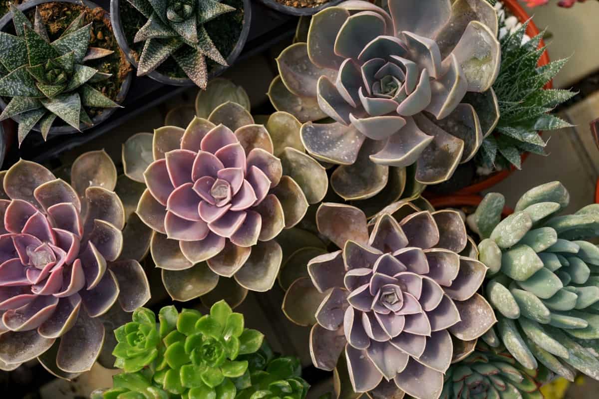 9 Reasons Why Your Succulents are Turning Yellow