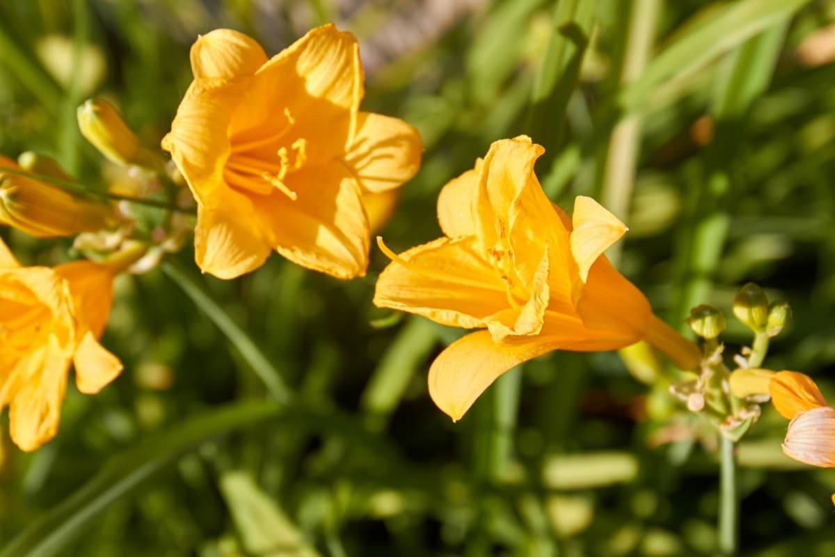 Yellow Amaryllis Flowers