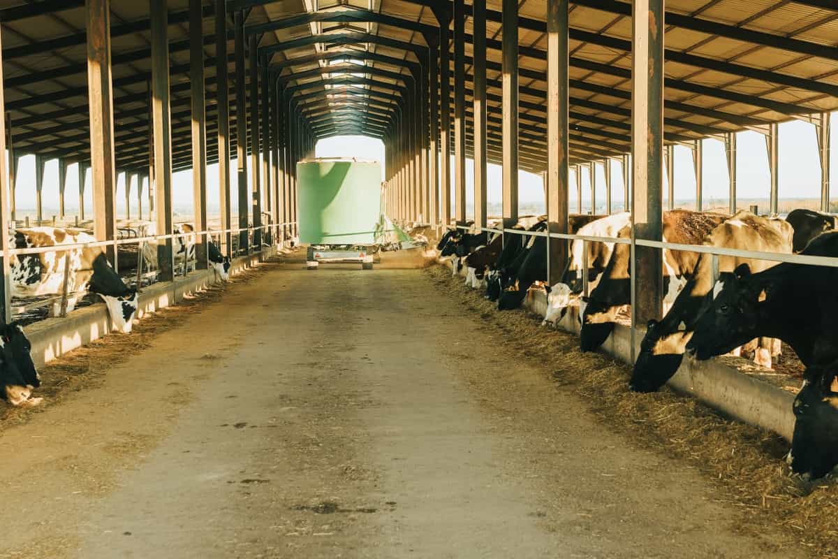 Cattle Farm Feeding Setup