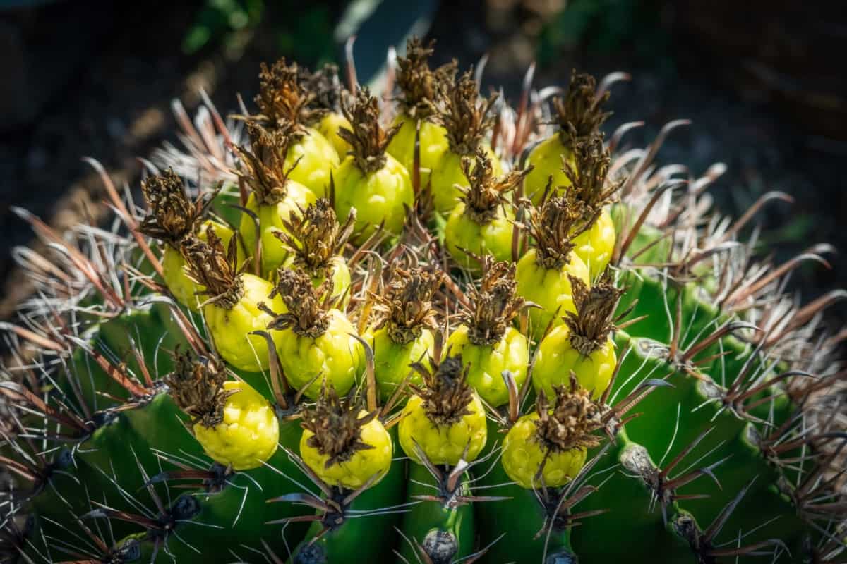 Top 10 Edible Cacti and Succulents