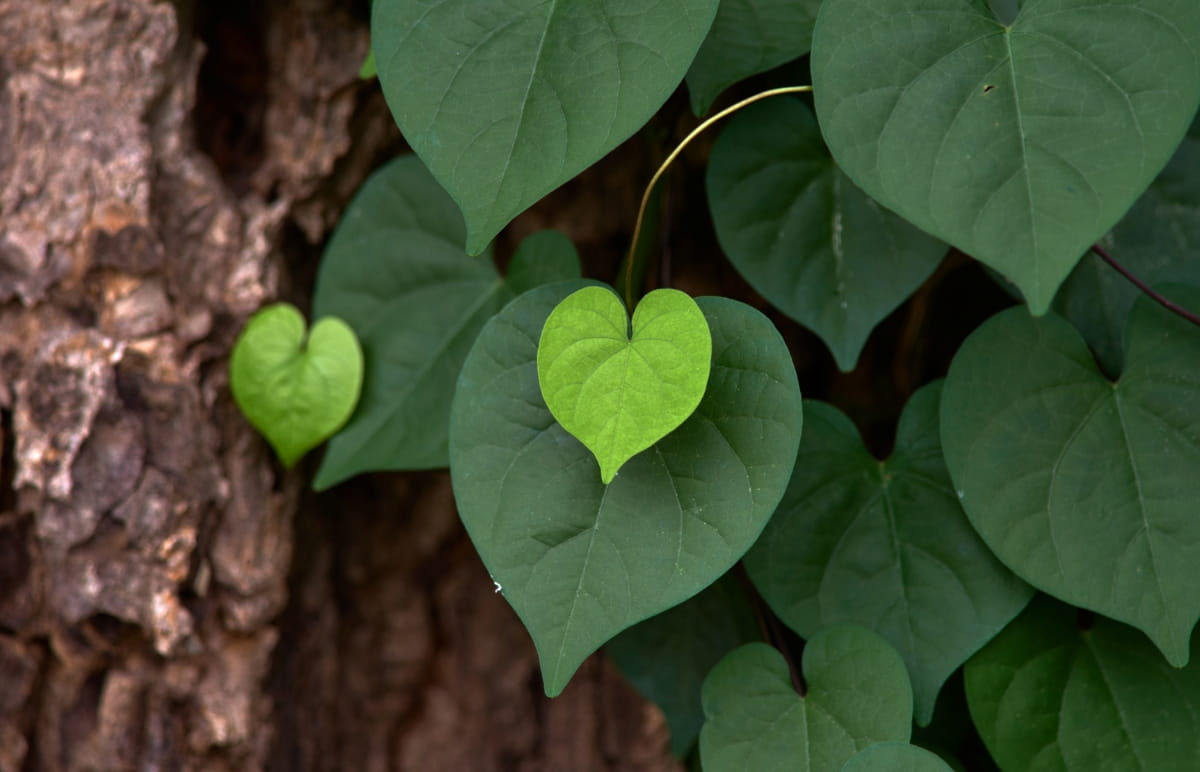 Top 10 Trees with Heart-Shaped Leaves
