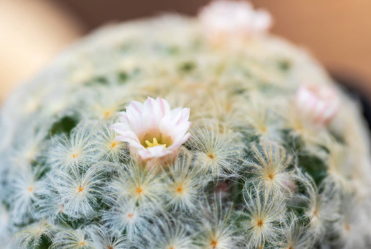 Top 15 Flowering Cactus Plants