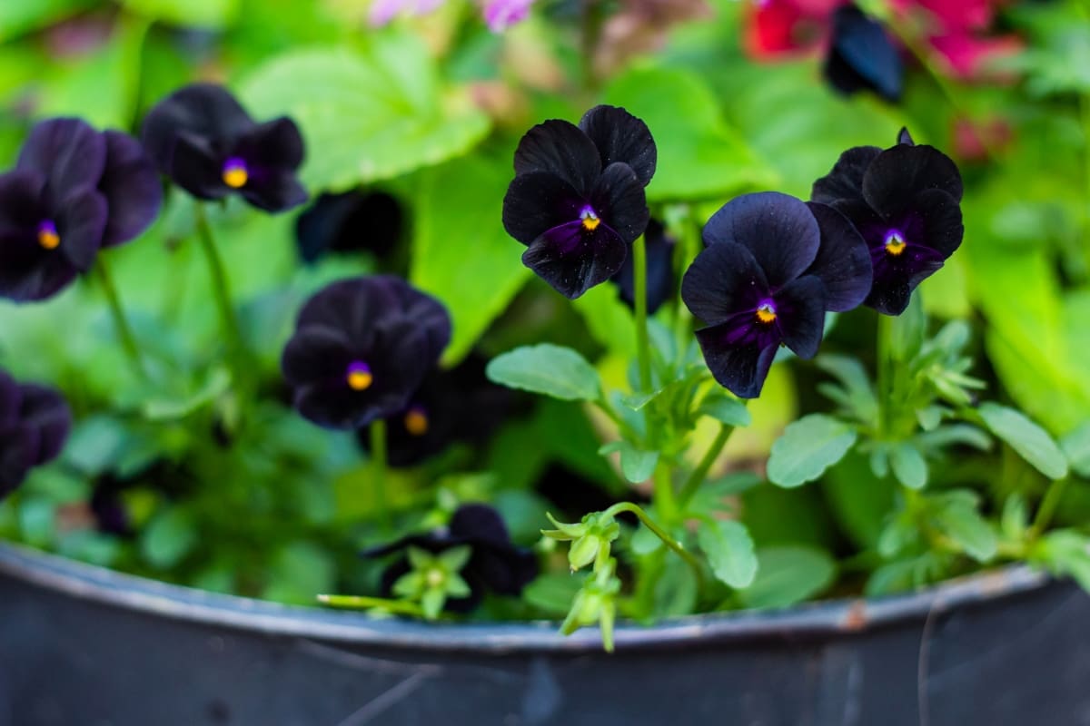 Black Pansy Flowers