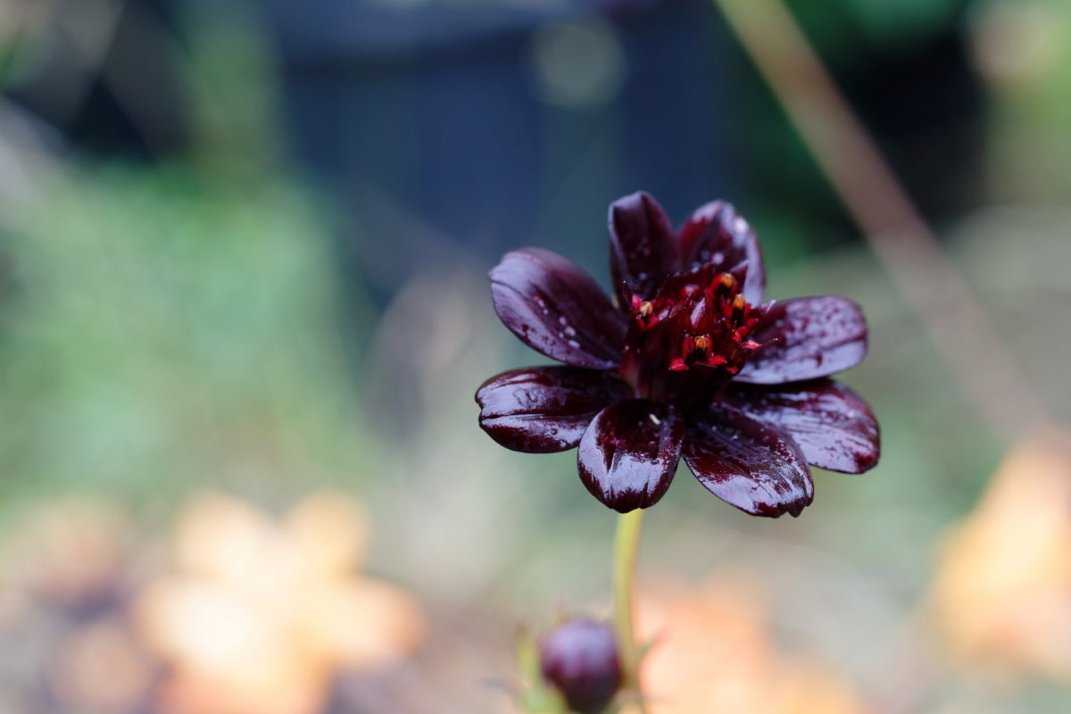 Top 20 Black Flowers with Names
