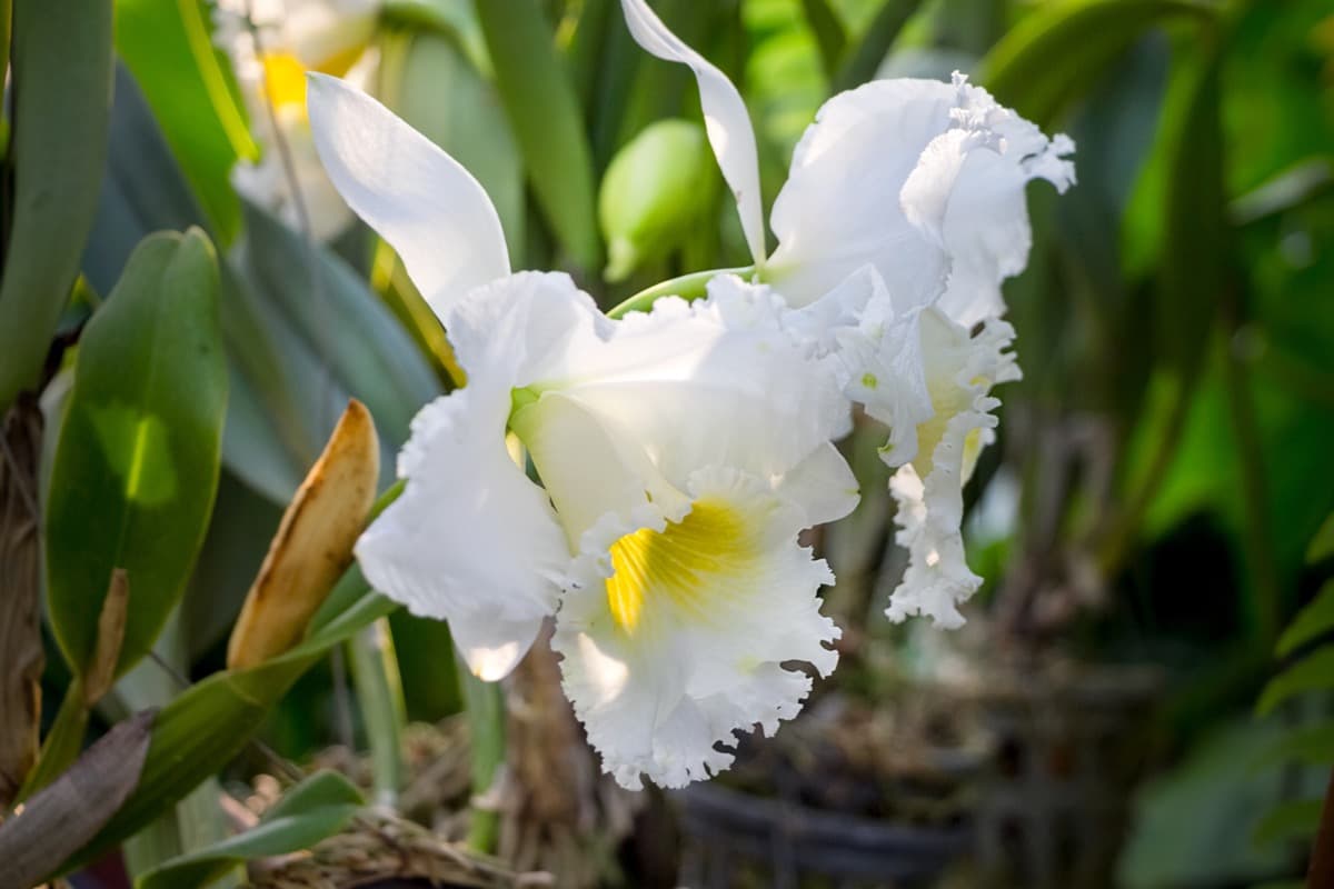 Treating Yellow Leaves on Your Orchids