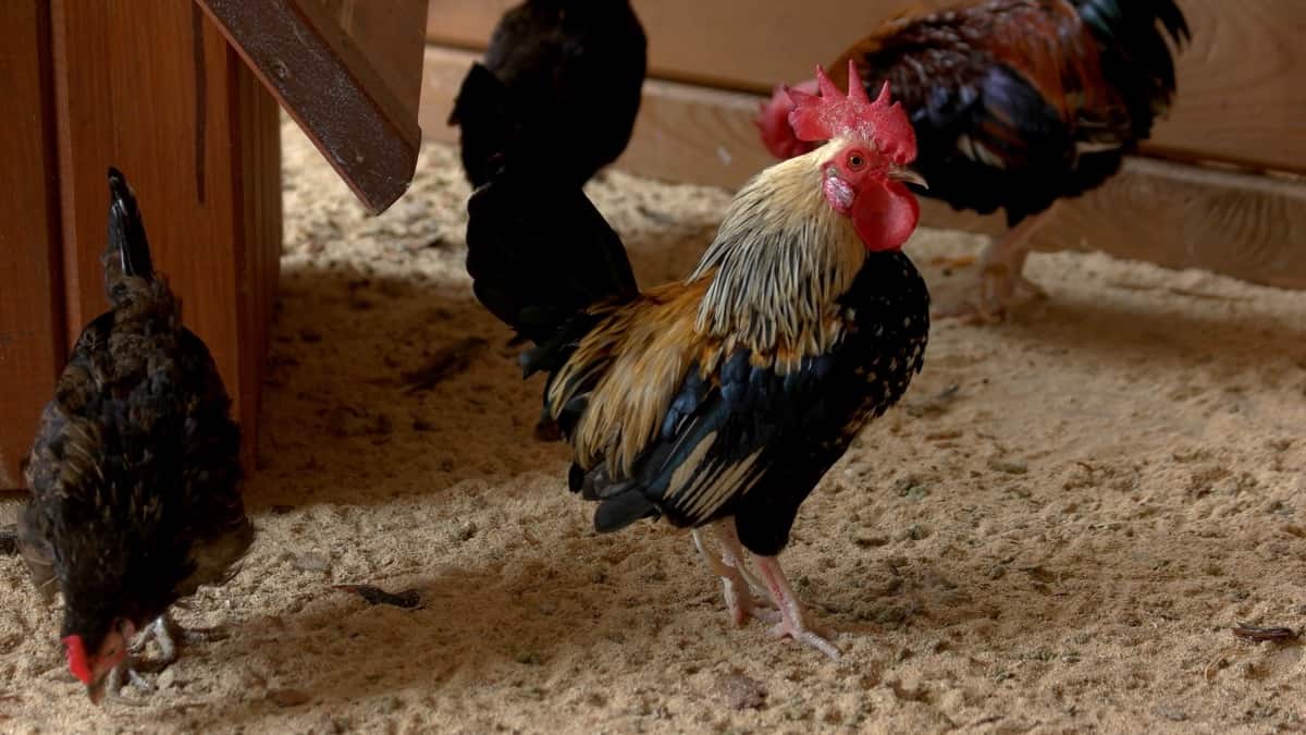 9 Ways to Keep Chickens Cool During Summer