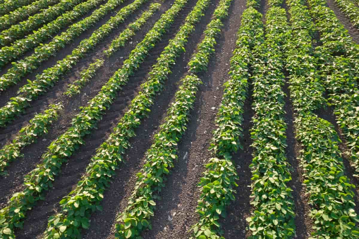 Aerial View of A Potato Field