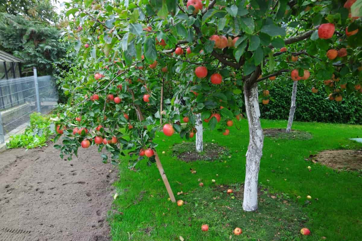 10 Best Fruits to Grow in New Jersey