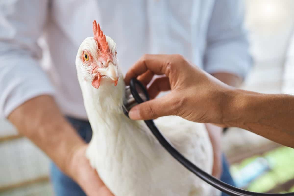 Chicken Inspection