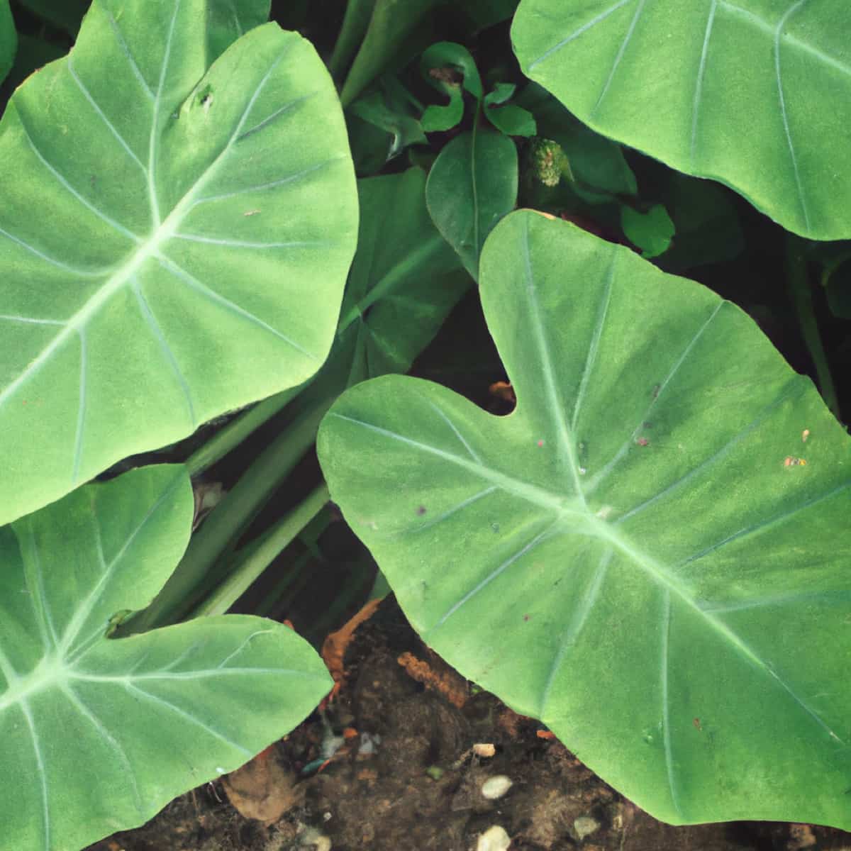 Common Problems with Taro Root Plants