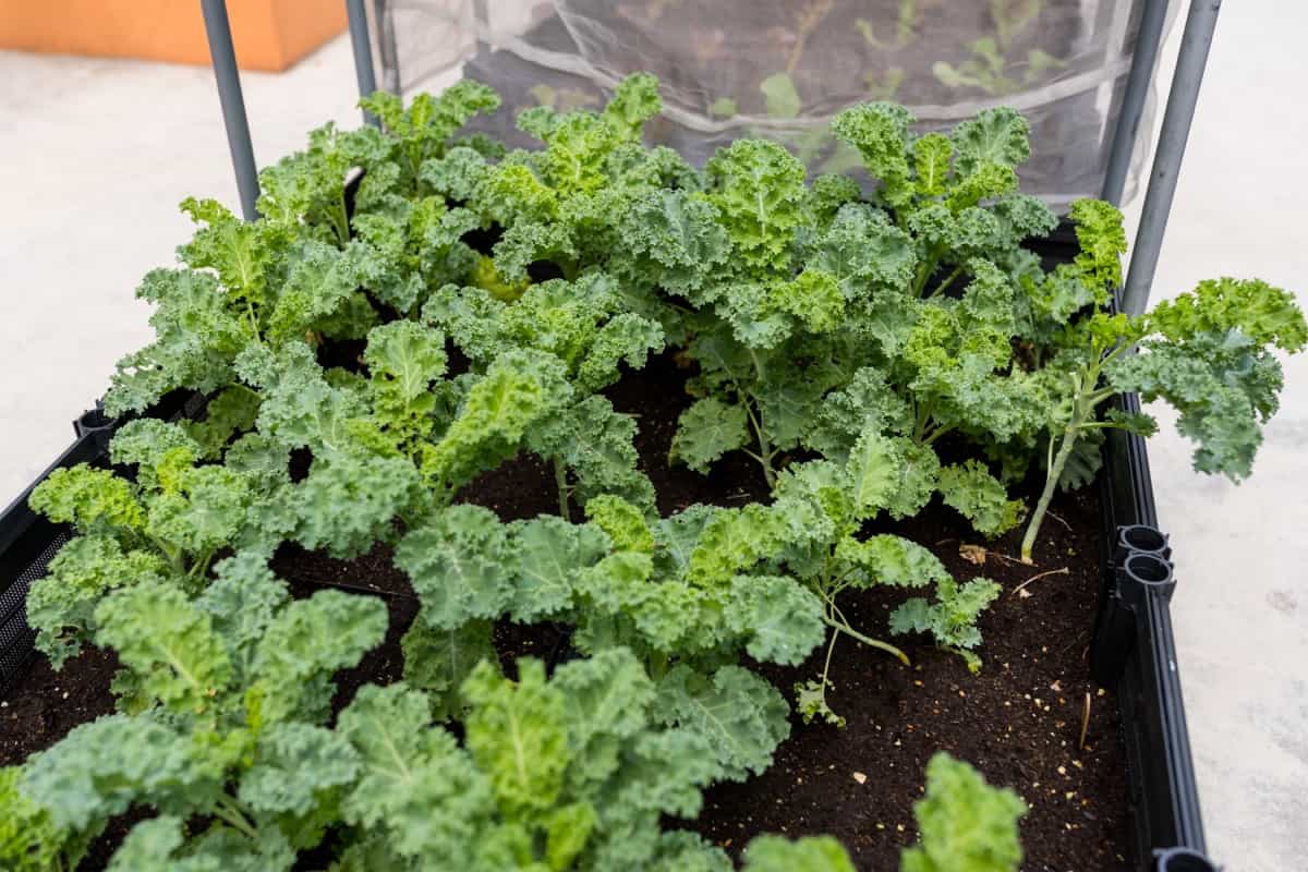 Common Problems With Kale Plants