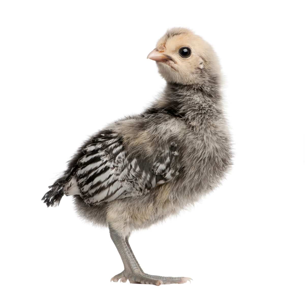 Baby Ancona Chicken