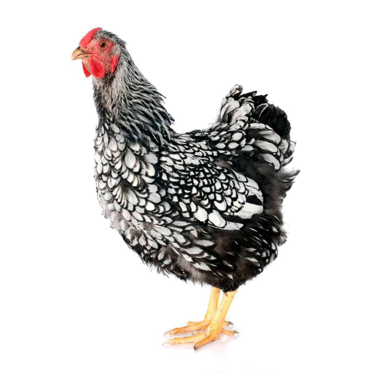 Ancona Chicken Breed
