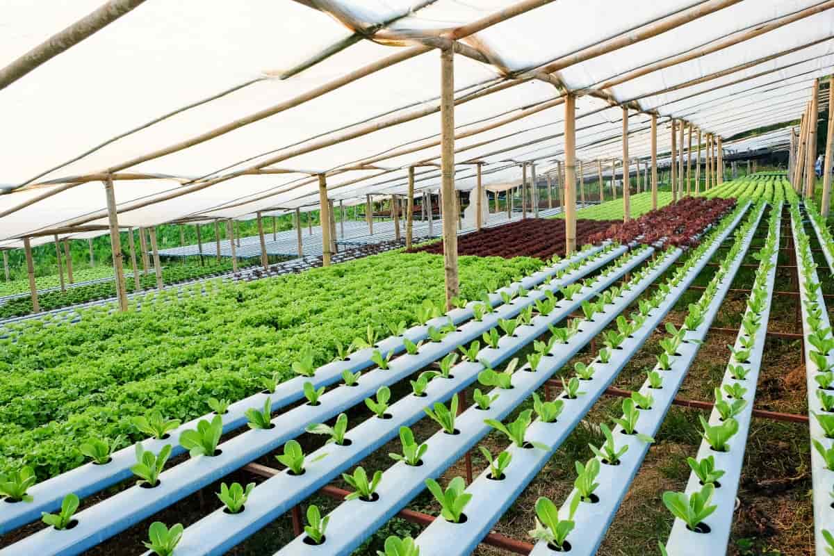 Hydroponics Vegetable Farm