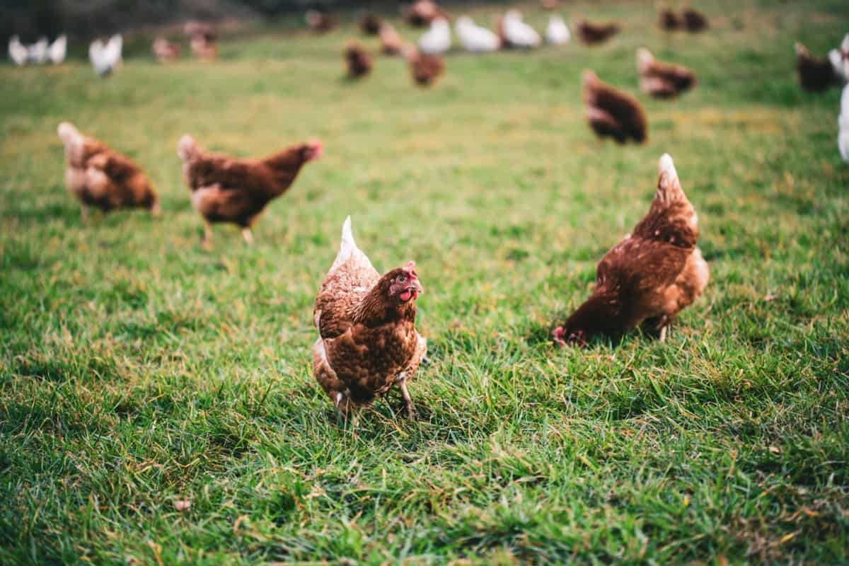 Are Herbicides and Pesticides Safe for Chickens1