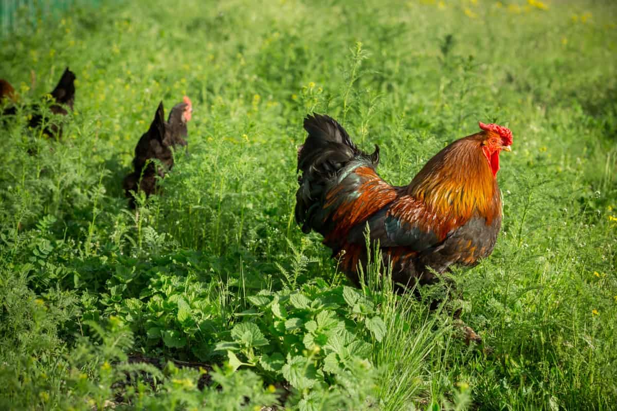 Are Herbicides and Pesticides Safe for Chickens2