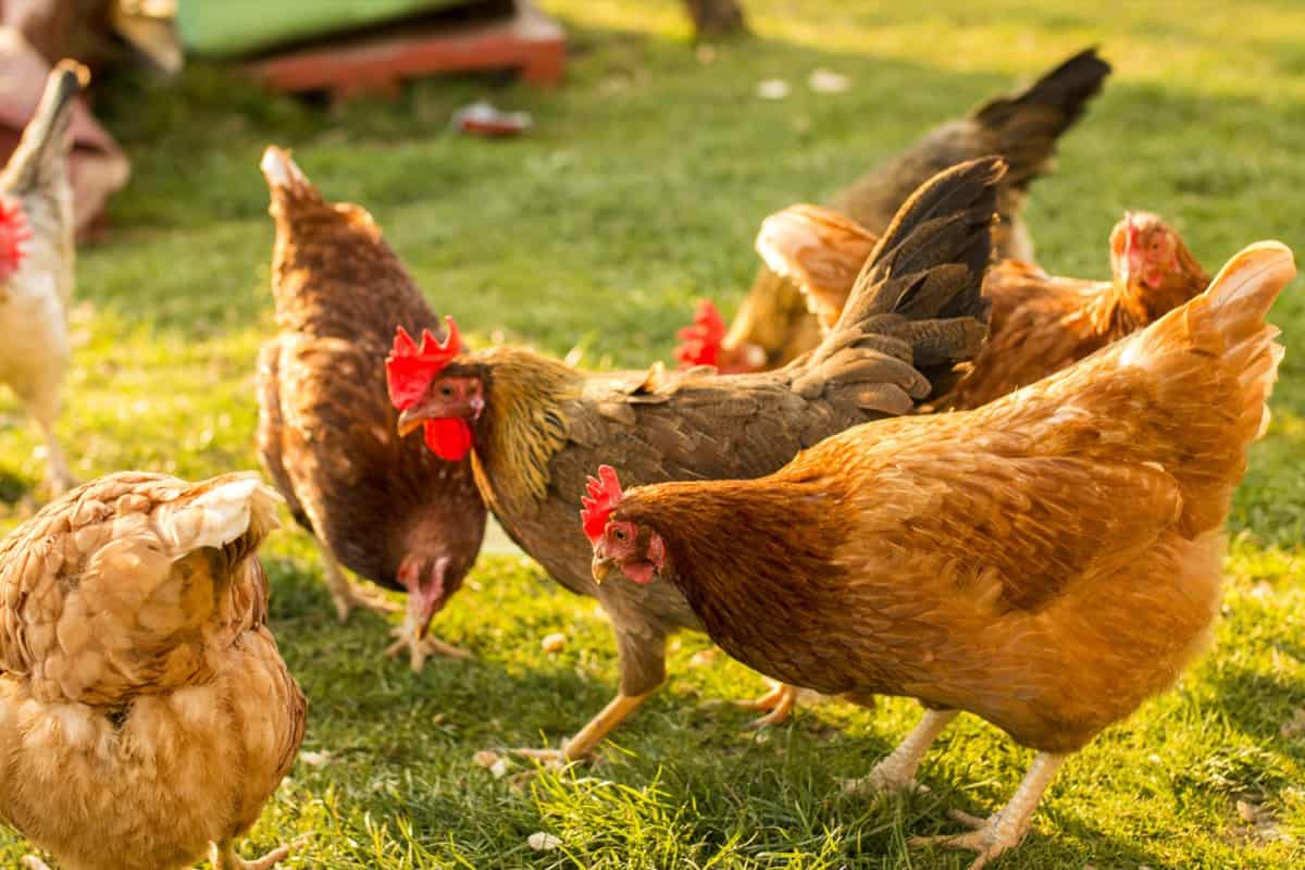 Are Herbicides and Pesticides Safe for Chickens3