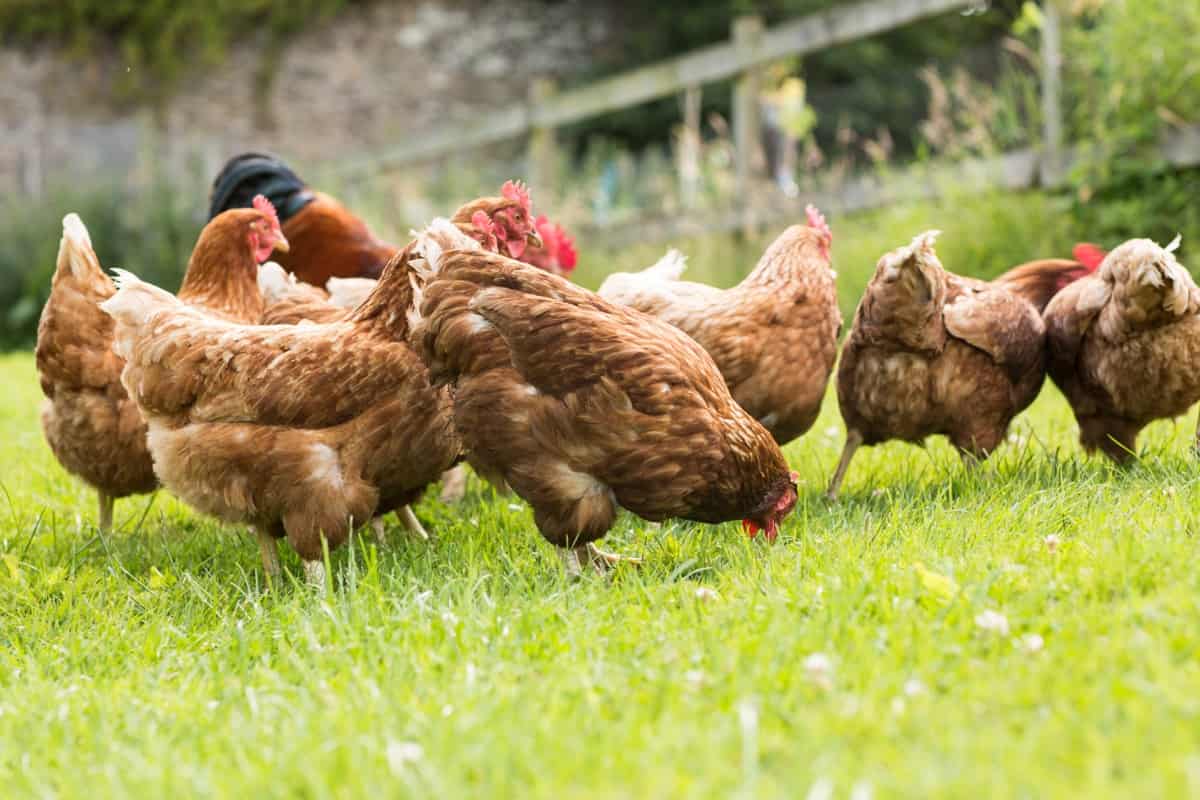 Are Herbicides and Pesticides Safe for Chickens4