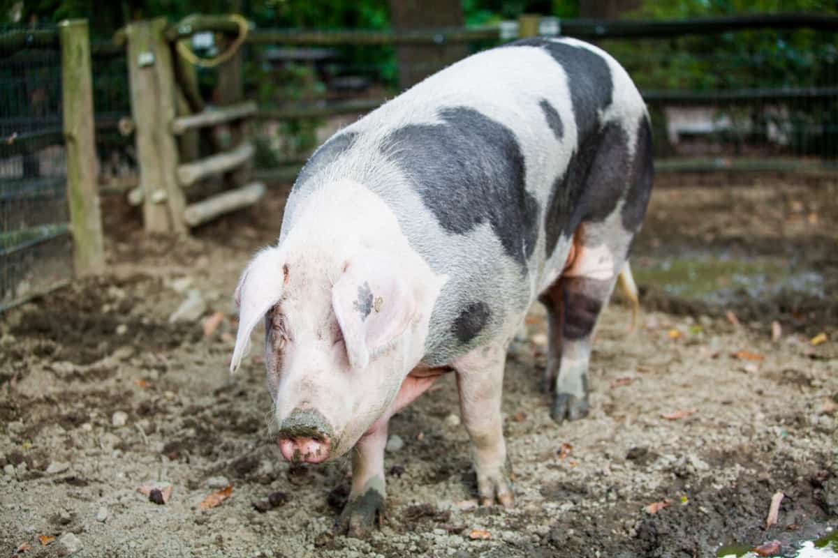 Pig in Farm