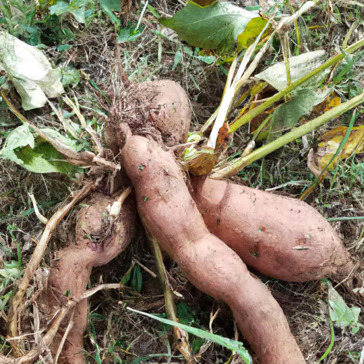 Backyard Sweet Potatoes